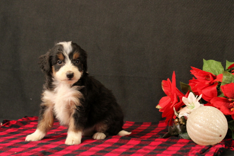 puppy, for, sale, Mini Bernadoodle F2, Matthew B. Stoltzfus, dog, breeder, Gap, PA, dog-breeder, puppy-for-sale, forsale, nearby, find, puppyfind, locator, puppylocator, aca